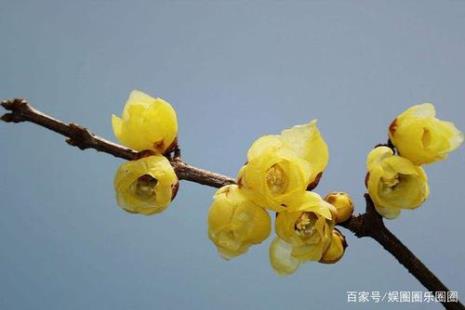 十二月花赏析