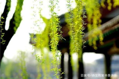 柳枝飘飘的古诗