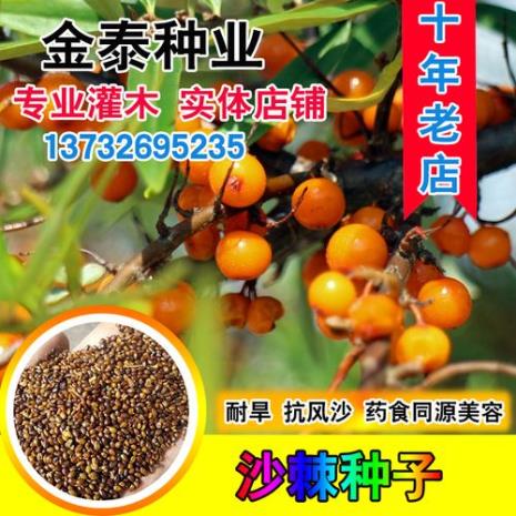 沙棘籽晒干了怎么处理
