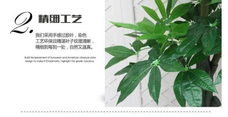 发财树各部位名称