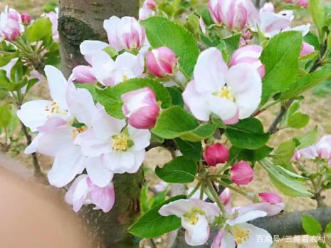 刚开放的苹果花朵像什么