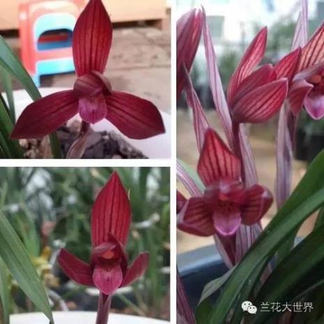 东方红荷兰花优缺点