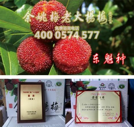 东魁杨梅什么时候施肥膨果最好