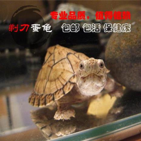 麝香蛋龟是什么