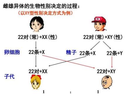 伴性遗传的概念