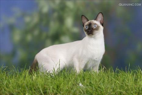 1858年前诞生的猫品种
