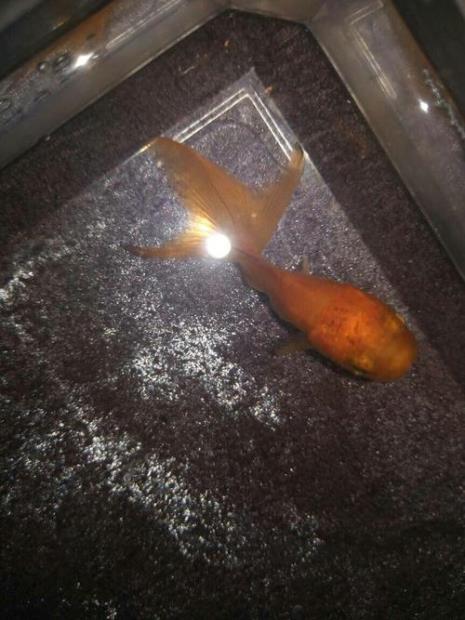 金鱼侧躺着表示它死了吗