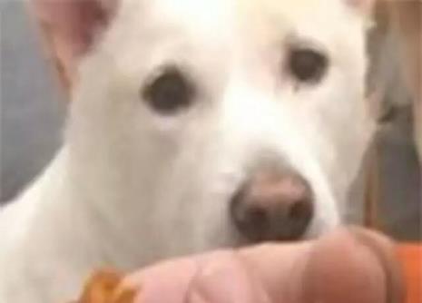 狗狗吃红薯有什么好处