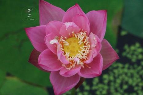 碗莲星火品种介绍
