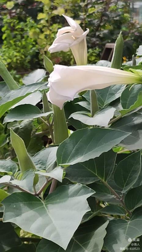 曼陀罗花别名