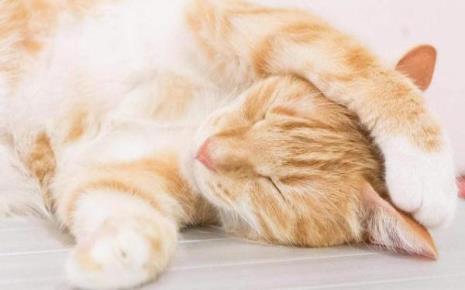 小猫可以吃瓜子吗