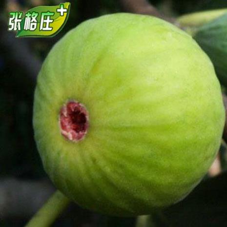 青皮无花果的抗寒能力
