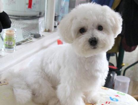 比熊带天坑和正常犬的区别
