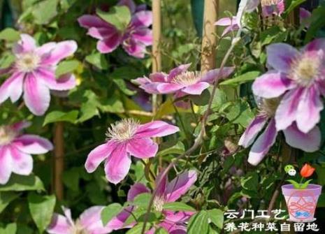 铁线莲种植技巧铁线莲种植方法
