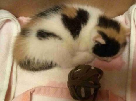 三花猫丢2公里外能回家吗