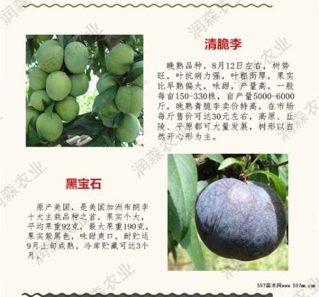 西梅皇后李子品种介绍