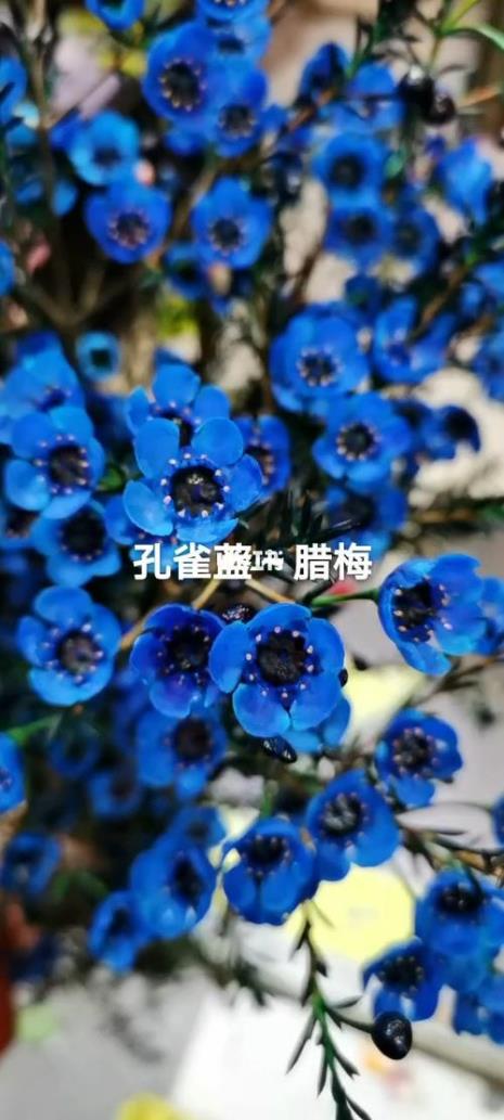 蓝色腊梅鲜花是怎么染色的