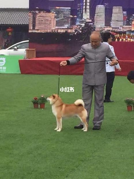 柴犬头顶有道沟吗