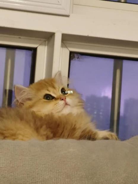 别人找你要小猫怎么拒绝