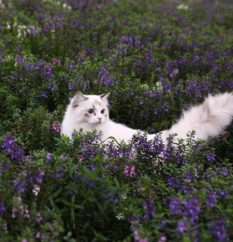 花花是什么品种猫