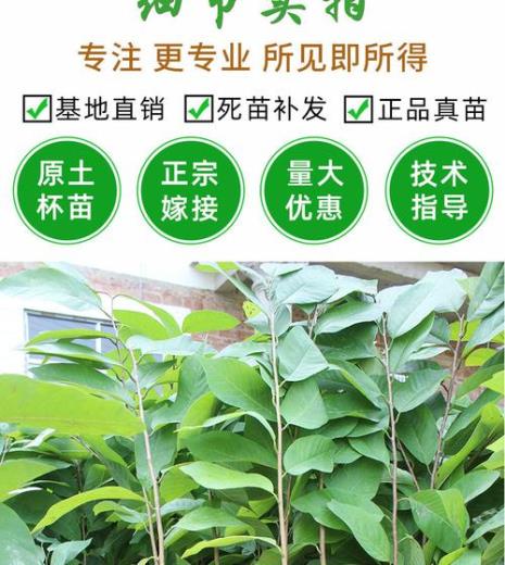释迦树盆栽高产吗