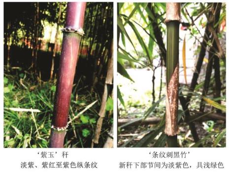 紫寒竹与红寒竹有什么区别