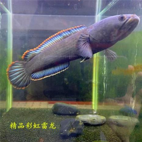 1-10厘米最好看的鱼