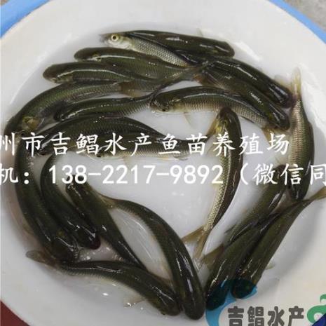 青鱼苗有胡子吗