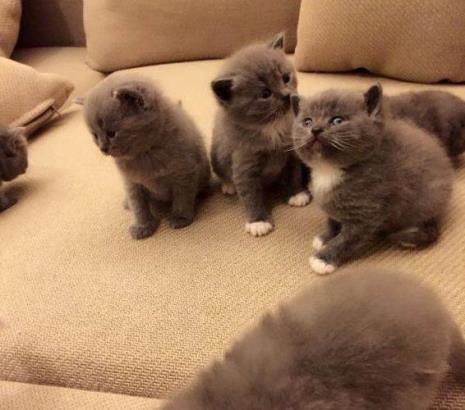 蓝猫会自己生产吗