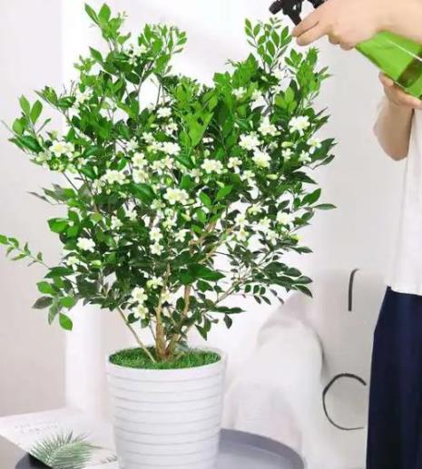 如何栽种七里香
