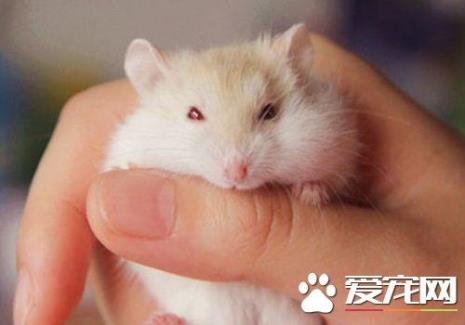 仓鼠家的种类