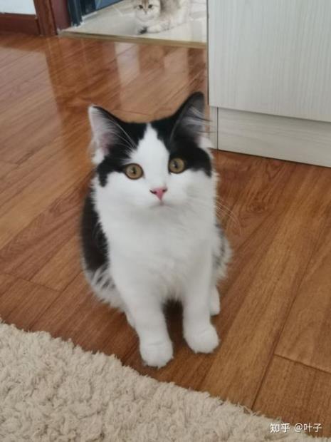 奶牛猫品种分类