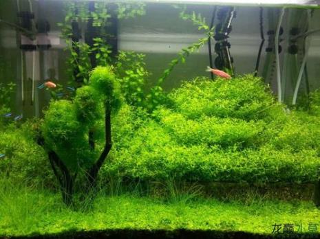 草缸水有点绿但是挺清澈的