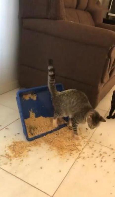 猫在猫砂盆里不停的挠