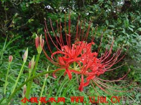 红花石蒜和彼岸花的区别
