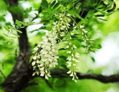 四川洋槐花什么时候开