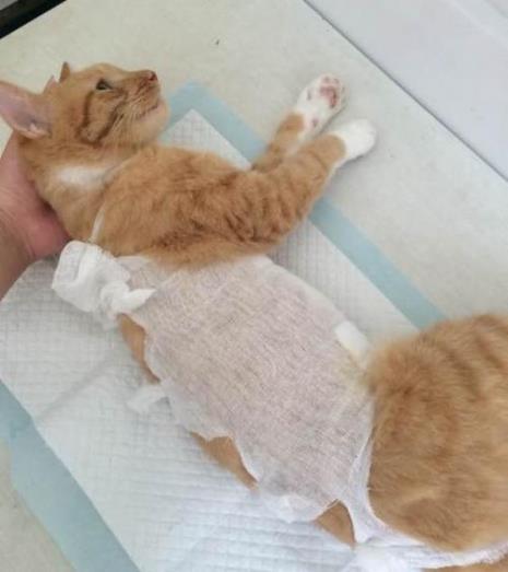 猫咪5岁做绝育晚不晚