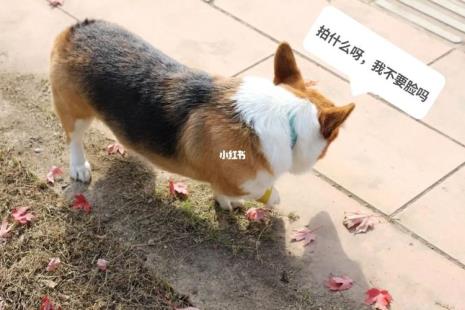 柯基为什么会出花背
