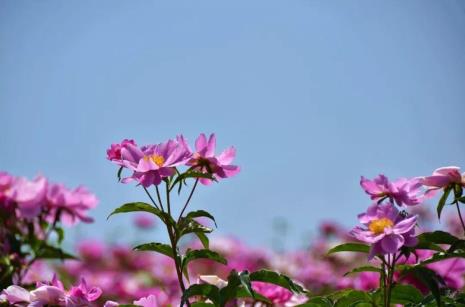 芍药花在广西能开花吗