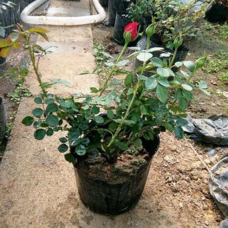芳香花园月季要多大的盆种