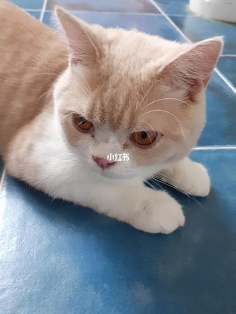猫发出哞的声音