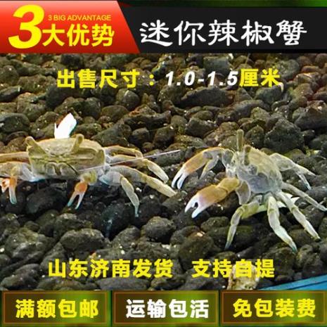 辣椒蟹可以和观赏鱼混养吗