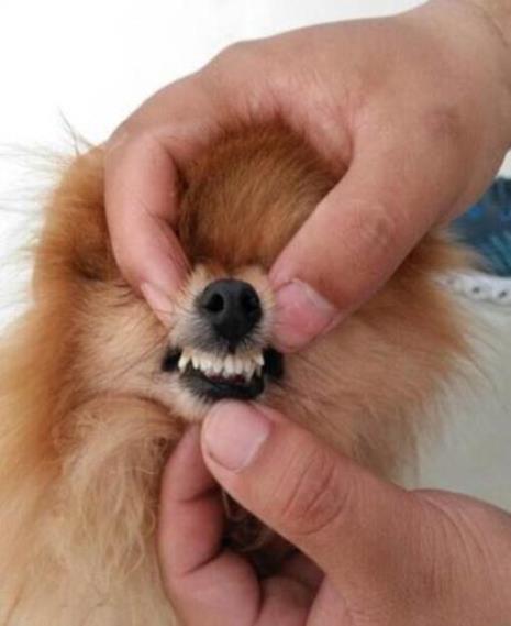 博美7斤正常吗