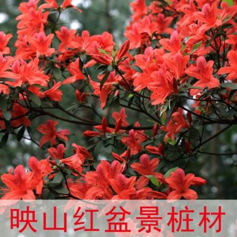 什么是红色植物