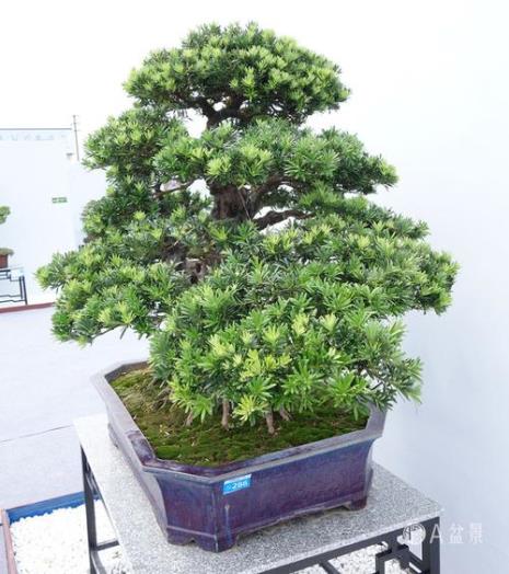 西上辞母坟的赏析