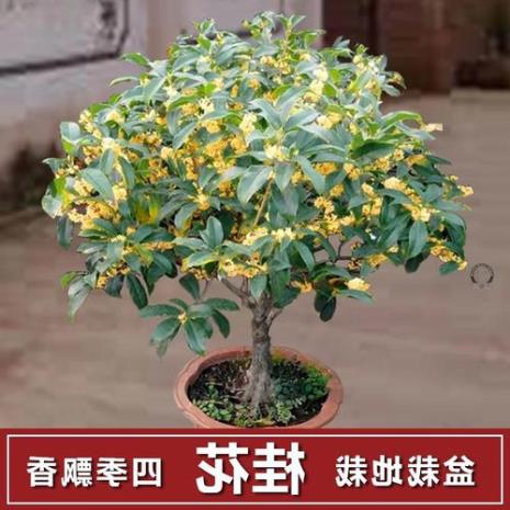 全桂盆栽怎么养殖