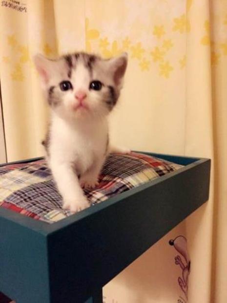 济南哪里有卖贵族猫的猫舍