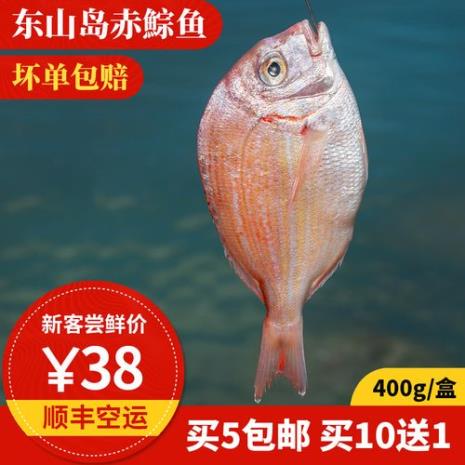 真鲷和赤棕鱼是同一种鱼吗