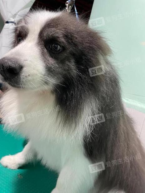 边境牧羊犬得了真菌感染怎么办