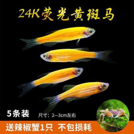 荧光斑马鱼关灯后会发光吗